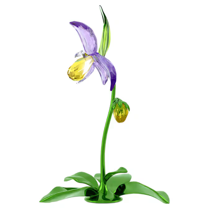 Florere Lady Slipper Orchid